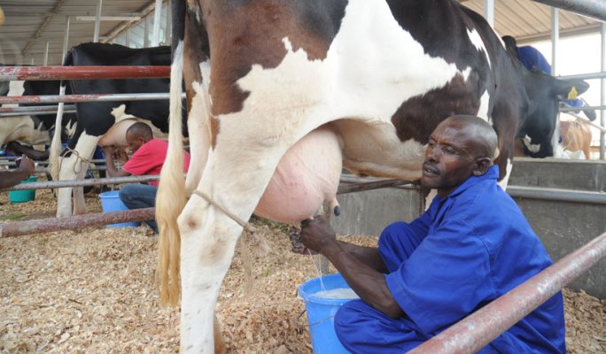 Milking Prosperity Unveiling the path to revive dairy prices